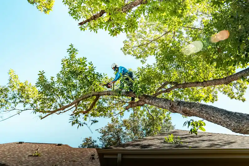Trimming a tree limb over a roofline